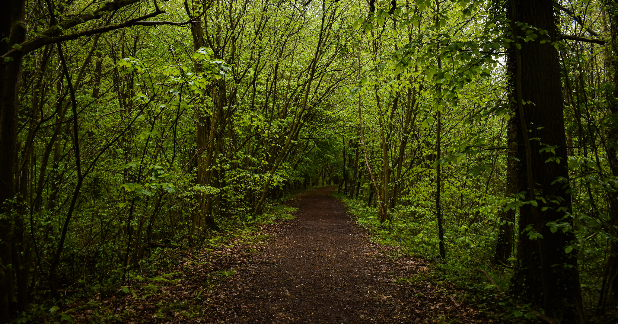 Sentier en forêt