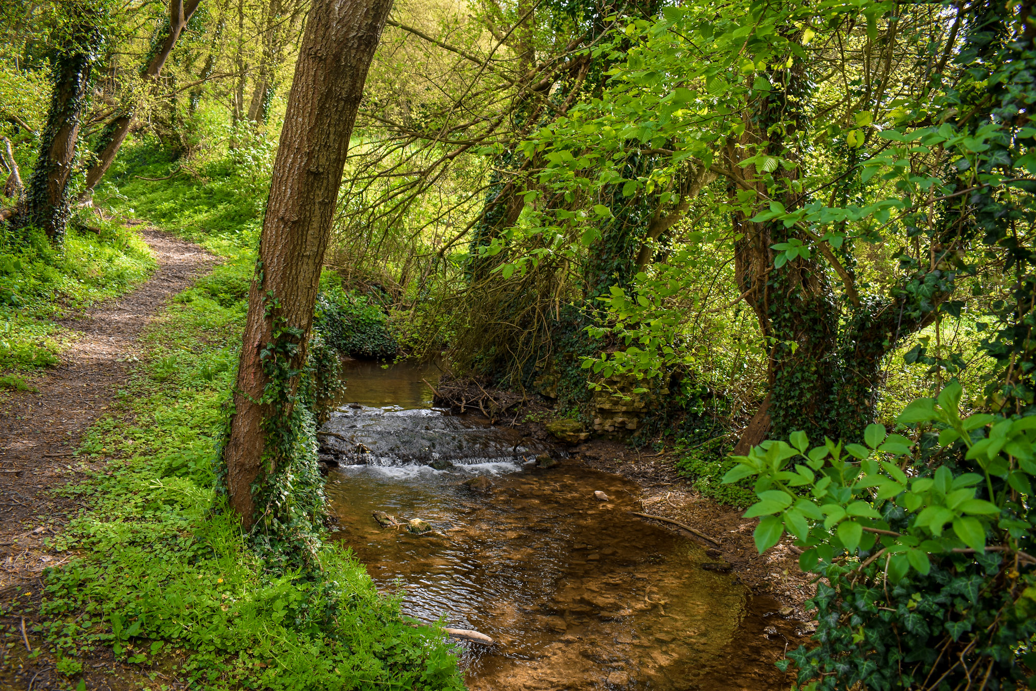 Sentier en sous-bois longeant un petit ruisseau