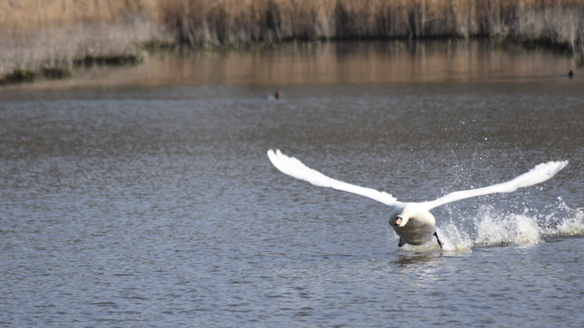 Cygne s'envolant d'un plan d'eau