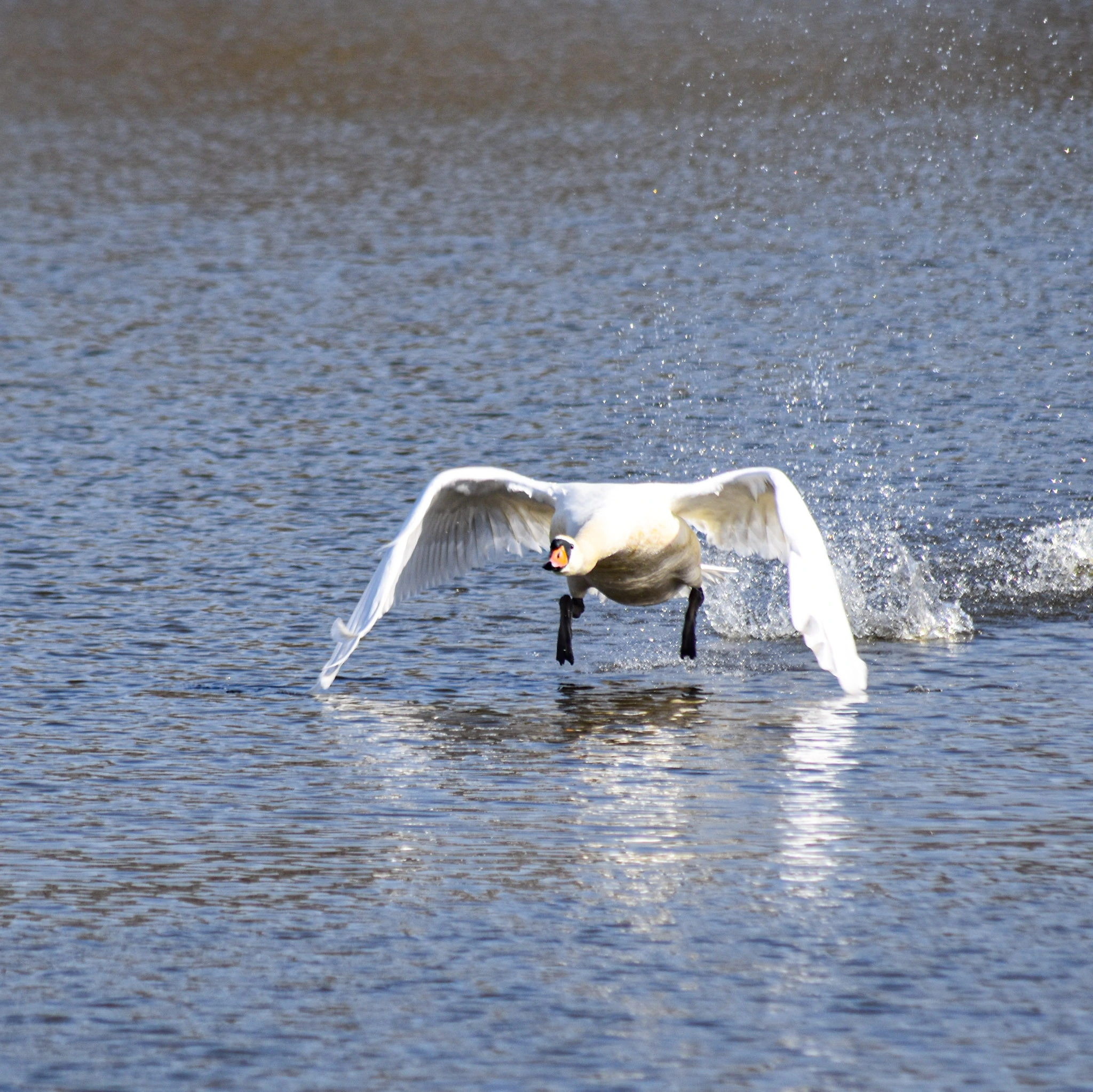 Cygne