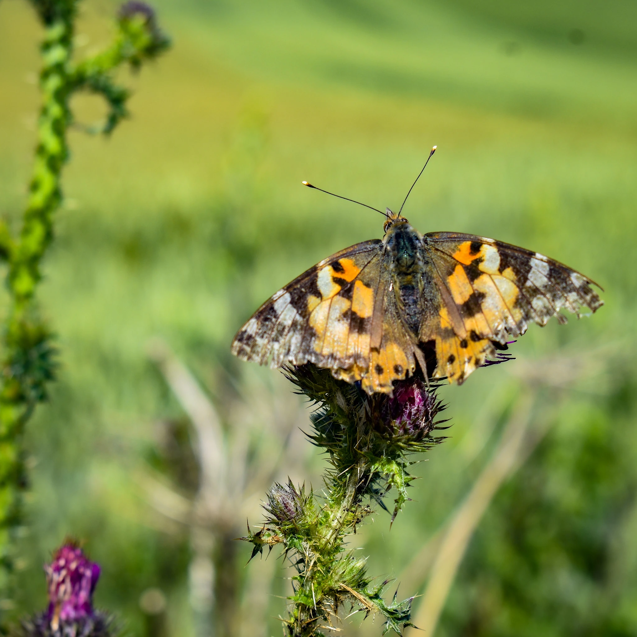 Papillon Belle-Dame